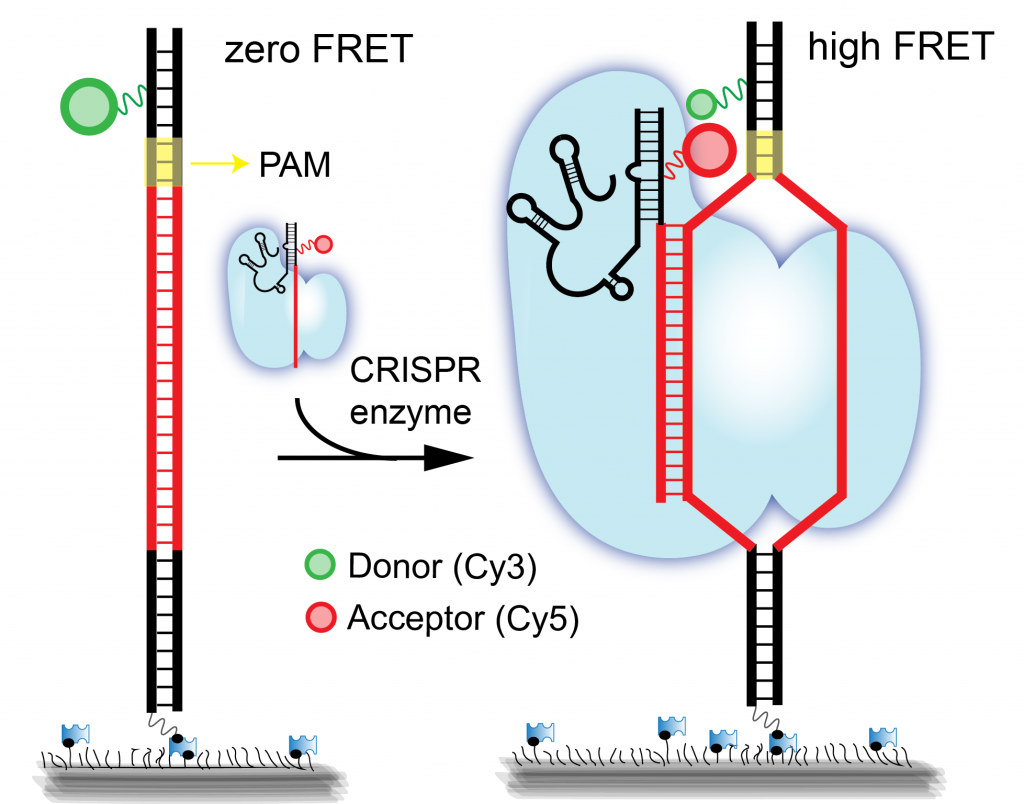 Real-time observation of Cas9